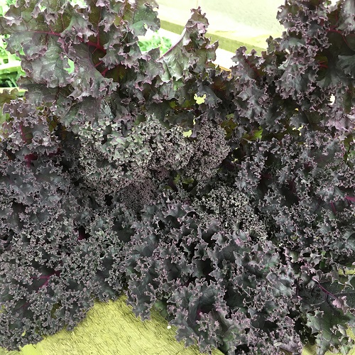 Kale Redbor